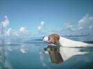 dog swimming over bermuda shipwreck snorkelling